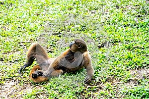 Chorongo Monkey, Amazonia, Ecuador photo