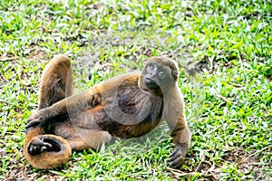 Chorongo Monkey, Amazonia, Ecuador photo