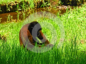 Chorongo Monkey, Amazonia, Ecuador