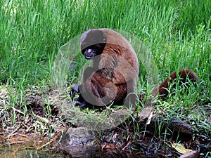 Chorongo Monkey, Amazonia, Ecuador