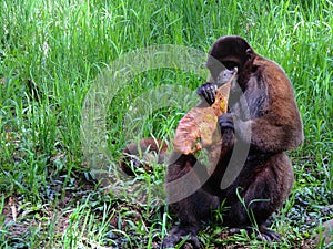 Chorongo Monkey, Amazonia, Ecuador photo