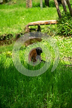 Chorongo Monkey, Amazonia, Ecuador