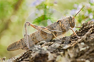 Chorthippus brunneus, brown grasshopper insect on tree photo