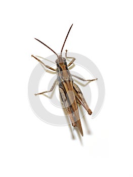 Chorthippus brunneus common field grasshopper photo
