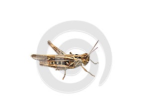 Chorthippus brunneus common field grasshopper isolated photo