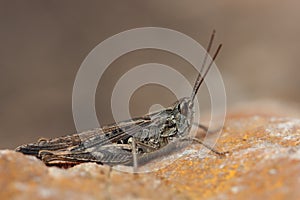 Chorthippus brunneus)