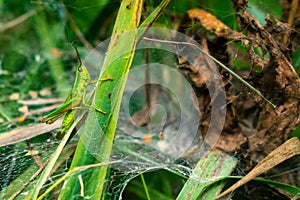 Chorthippus parallelus, the common meadow grasshopper