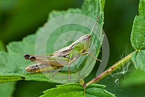 Chorthippus parallelus the meadow grasshopper sitting motionless on a leaf.