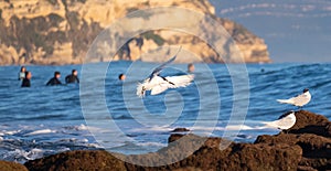 Sea shore birds sitting on rocks with surfers on the background in CaÃ±os de Meca photo