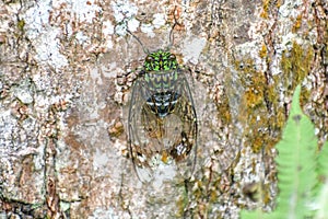 chorus cicada - Amphipsalta zelandica