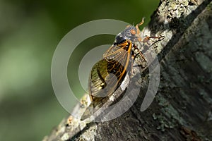 Chorus of the Cicadas: The Fascinating Tale of Magicicada Cassini