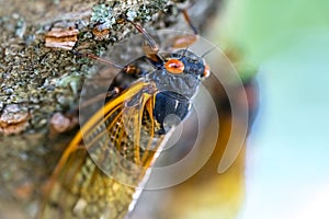 Chorus of the Cicadas: The Fascinating Tale of Magicicada Cassini