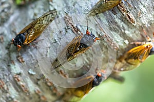 Chorus of the Cicadas: The Fascinating Tale of Magicicada Cassini