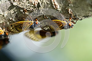 Chorus of the Cicadas: The Fascinating Tale of Magicicada Cassini