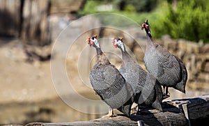 Chorus of Helmeted Guineafowls