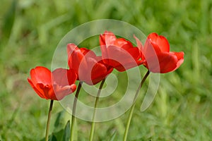 Chorus line of tulips