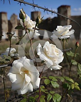 A chorus of white roses standing strong amidst a forgotten fortress adorned with barbed wire. Abandoned landscape. AI