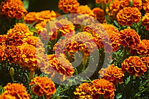 Chose up of bright and cheerful marigolds