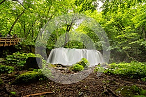 Choshi Waterfall plunges gracefully into the Oirase Stream, enveloped by Aomori\'s dense, verdant forest.