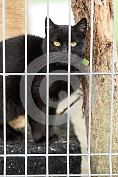 Choszczno, Poland, 12 november 2017: A cat behind bars in a shelter for homeless animals. photo