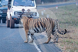 `Choti Madhu` crossing the road as safari vehicles stop to view this beautiful tiger