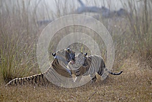 Choti tara Tigress with one cub  at Tadoba Andhari Tiger Reserve,Chandrapur,Maharashtra,India