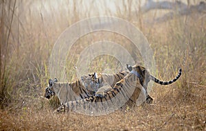 Choti tara Tigress with two small Male cubs  at Tadoba Andhari Tiger Reserve,Chandrapur,Maharashtra,India