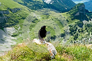 Chough and alpine landscape, austria