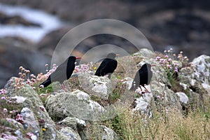 Chough Birds