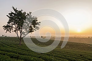 Choui Fong Tea field when sunrise