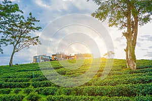 Choui Fong Tea Plantation, Chiang Rai, Thailand