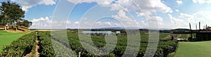 Choui Fong Tea Plantation on , Chiang Rai, Thailand