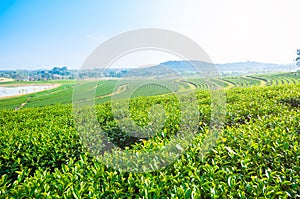 Choui Fong Tea Plantation at Chiang Rai, Thailand.Landscape view of Choui Fong tea plantation with sunrise at Maejan, tourist attr