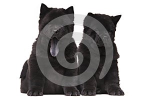 Chow-chow black puppies