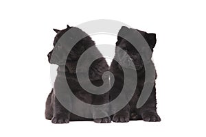 Chow-chow black puppies