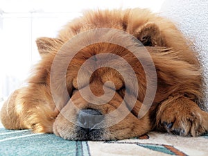 Chow chow dog