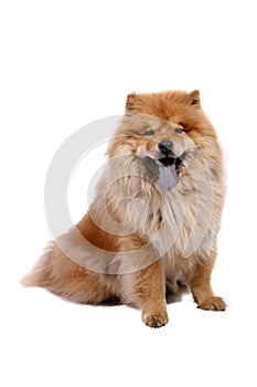 Chow-chow dog