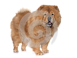 Chow chow dog