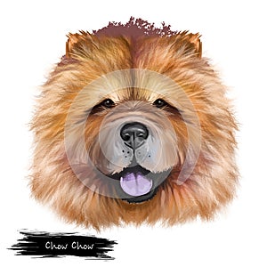 Chow Chow dog breed isolated on white background digital art illustration. Cute pet hand drawn portrait. Graphic clipart
