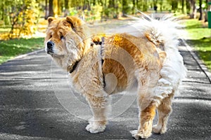 Chow Chow dog breed in park