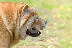 Chow-chow dog close-up