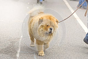 Chow-chow dog close-up