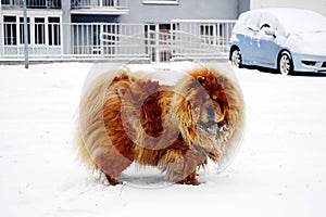 Chow Chow Dog Dina on white snow