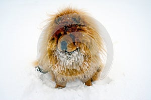 Chow Chow Dog Dina on white snow