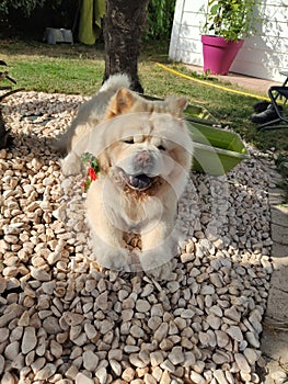 Chow-chow dog with a flower