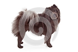 Chow-Chow Dog Isolated on White