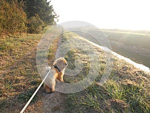 Chow-chow dog on a leash