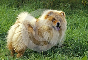 Chow Chow Dog standing on Grass