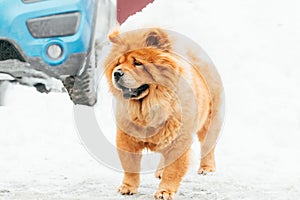Chow Chow Dog Standing In Snow At Winter Day