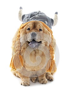 Chow-chow dog with viking hat